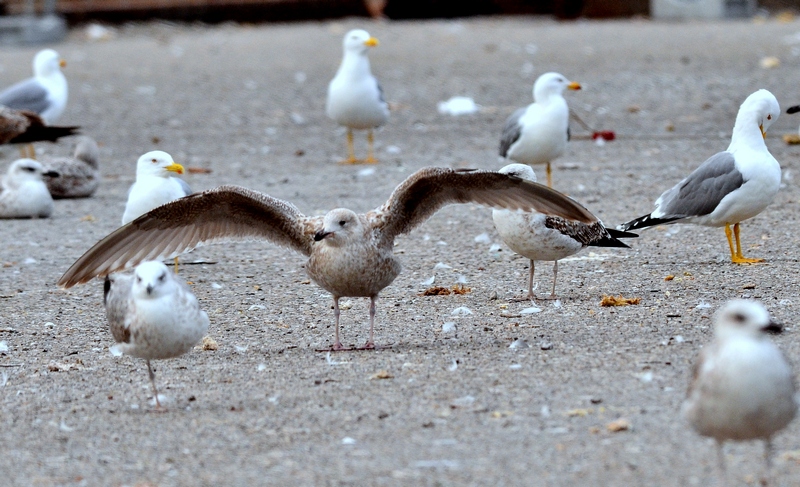 Larus argentatus